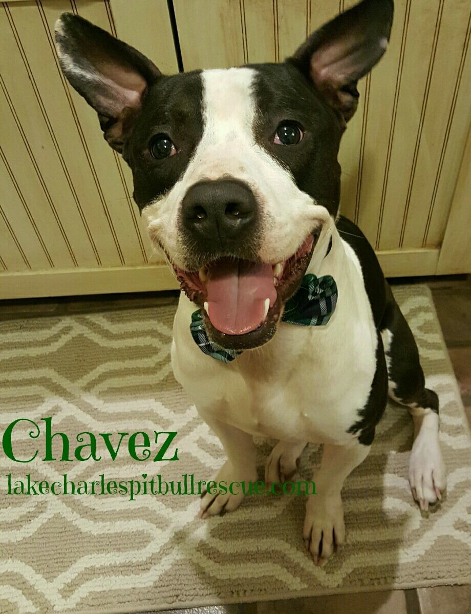 Chavez (ADOPTED!!!!!)