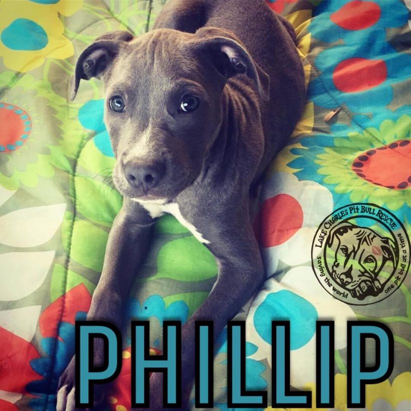 Phillip (Adopted!!!!)