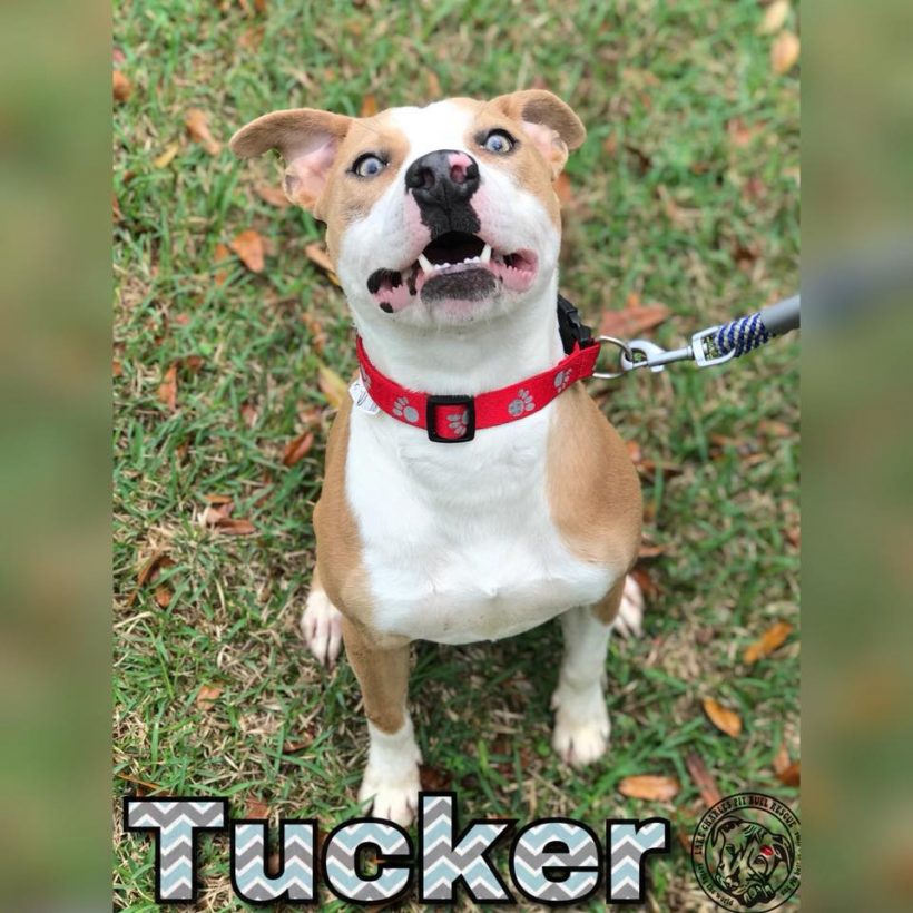 Tucker (ADOPTED!!!)